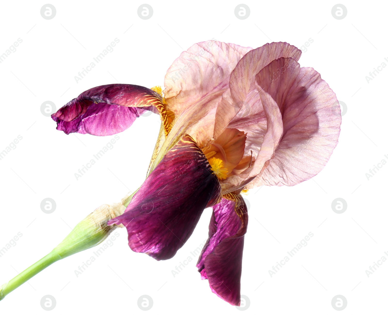 Photo of Beautiful iris isolated on white. Spring flower