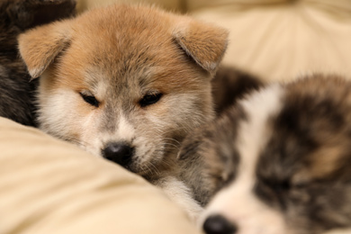 Photo of Akita inu puppies on pet pillow. Cute dogs