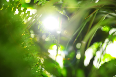 Photo of Blurred view of green plants as background, bokeh effect