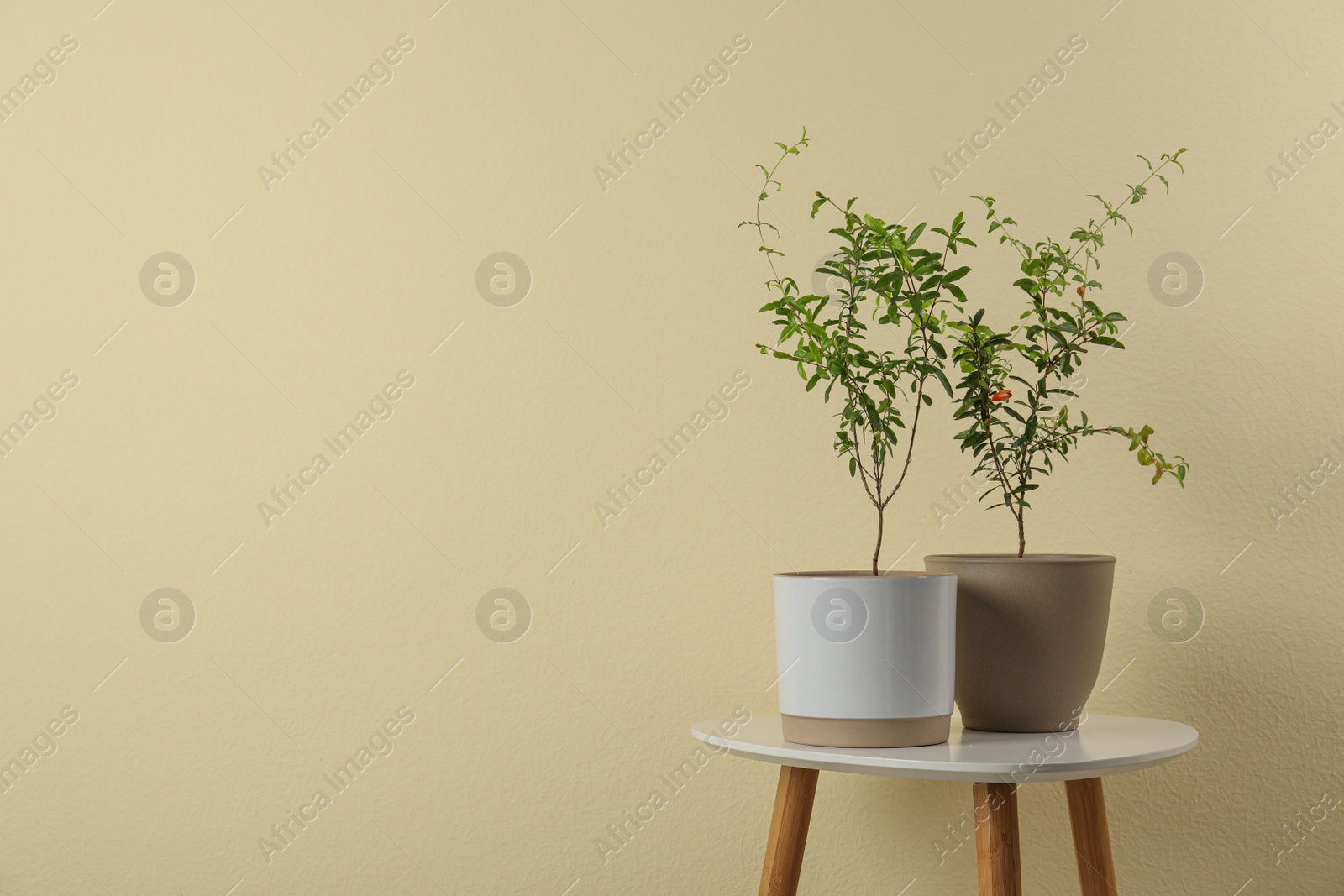 Photo of Pomegranate plants with green leaves on white table near beige wall, space for text