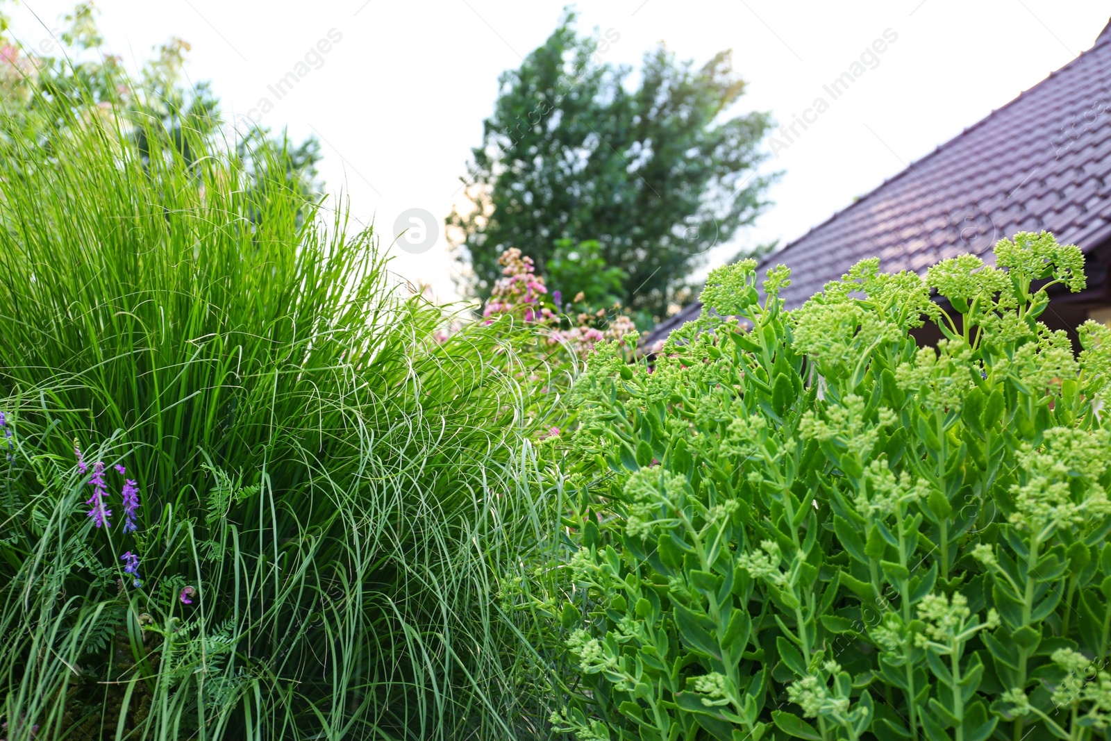 Photo of Beautiful green garden with different plants on summer day