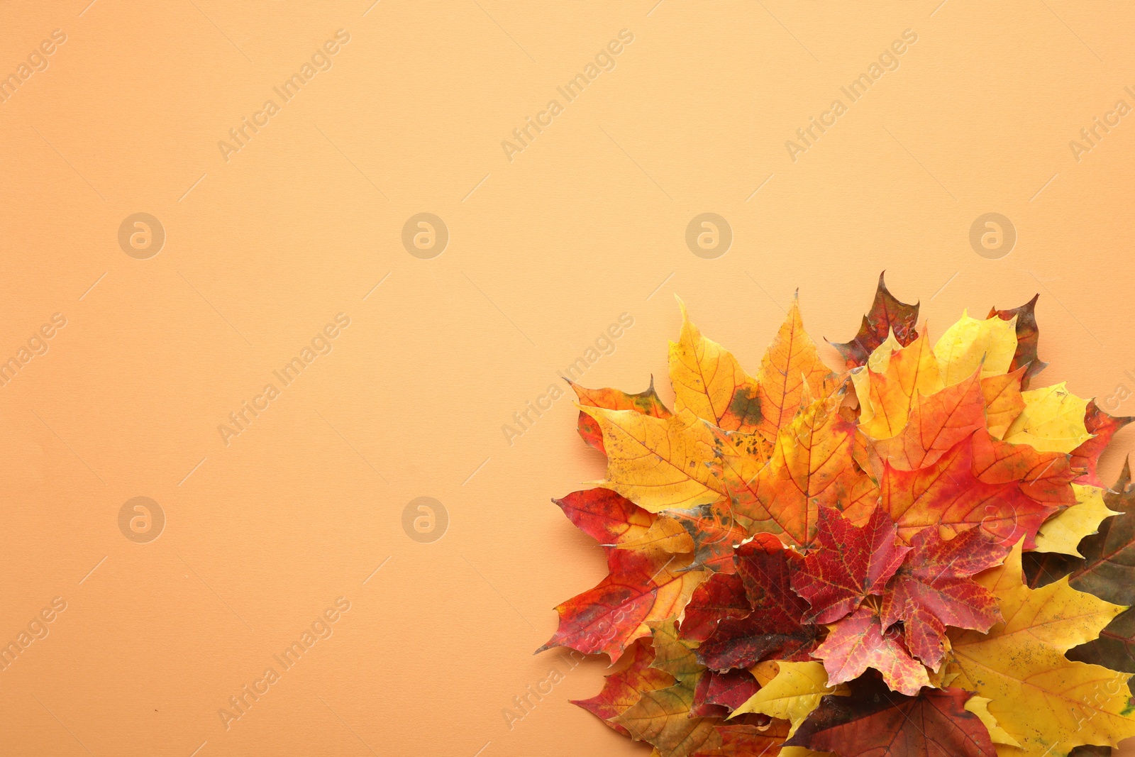 Photo of Autumn season. Colorful maple leaves on pale orange background, top view with space for text