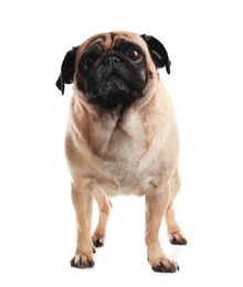 Photo of Happy cute pug dog isolated on white