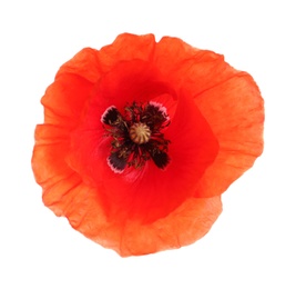 Fresh red poppy flower isolated on white, top view