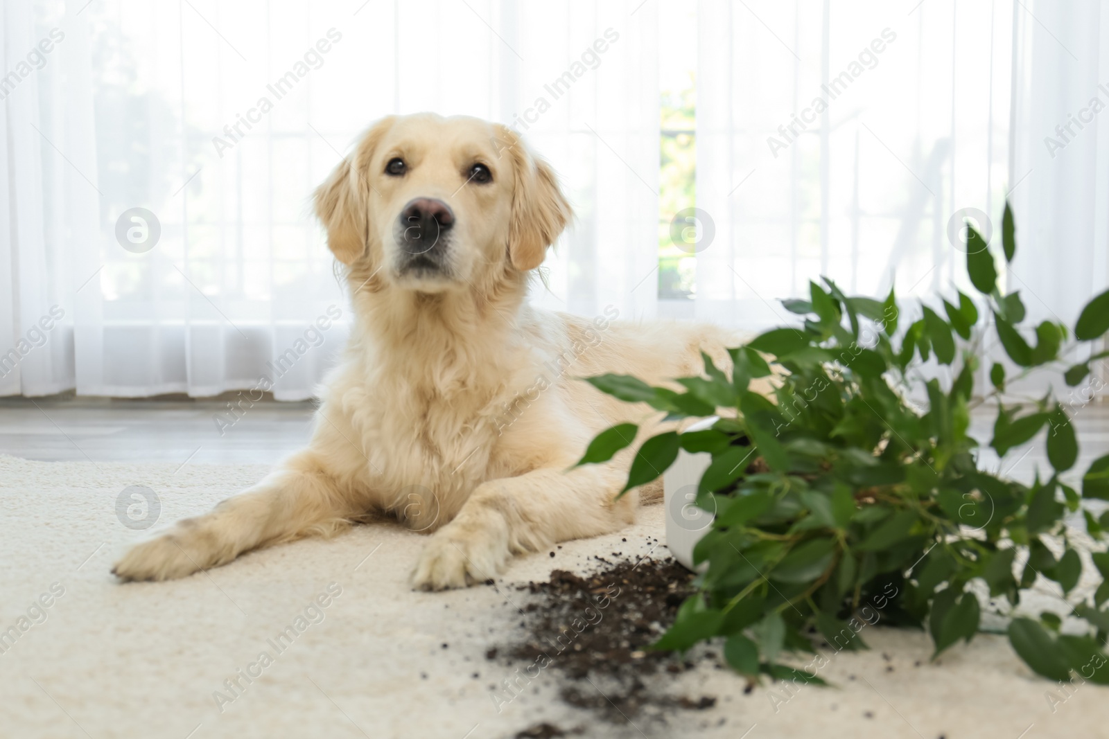 Photo of Cute Golden Retriever dog near overturned houseplant on light carpet at home