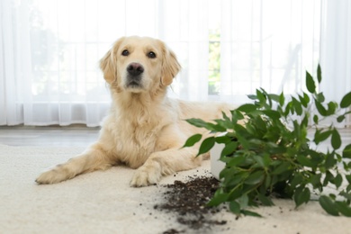 Photo of Cute Golden Retriever dog near overturned houseplant on light carpet at home