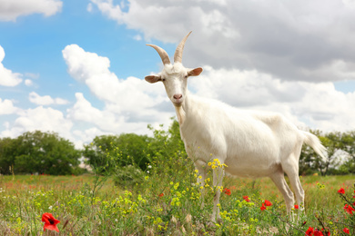 Photo of Beautiful white goat in field. Animal husbandry