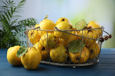 Photo of Tasty ripe quince fruits in metal basket on blue wooden table