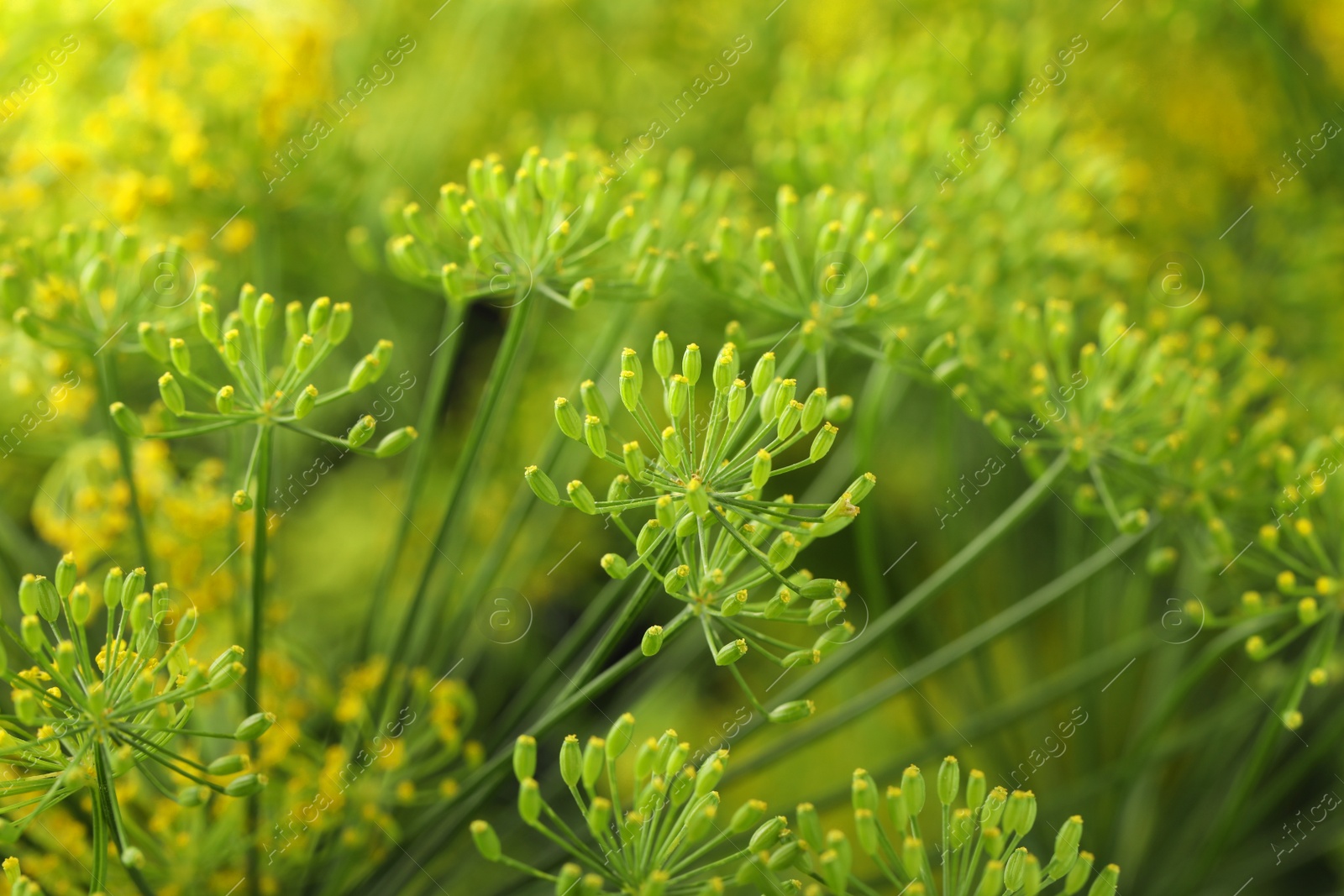 Photo of Fresh green dill flower on blurred background, closeup