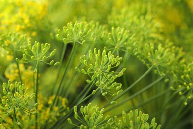 Fresh green dill flower on blurred background, closeup