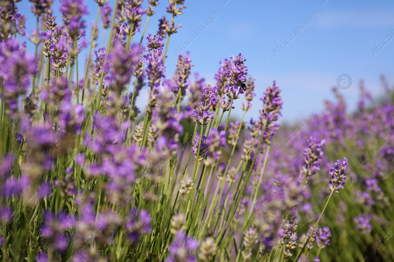 Photo of Beautiful blooming lavender field on summer day, closeup