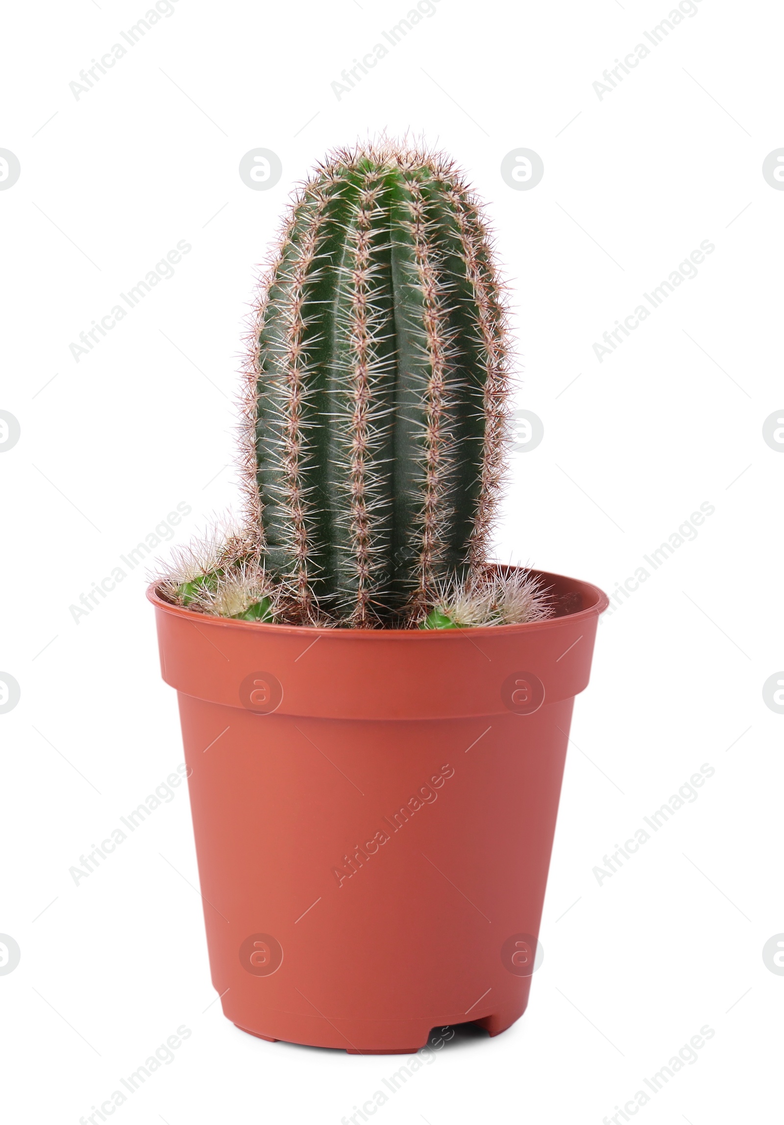 Photo of Beautiful green cactus in pot isolated on white. Tropical plant