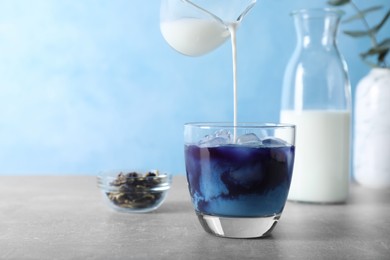 Photo of Pouring milk into glass with delicious blue matcha tea on grey table, space for text