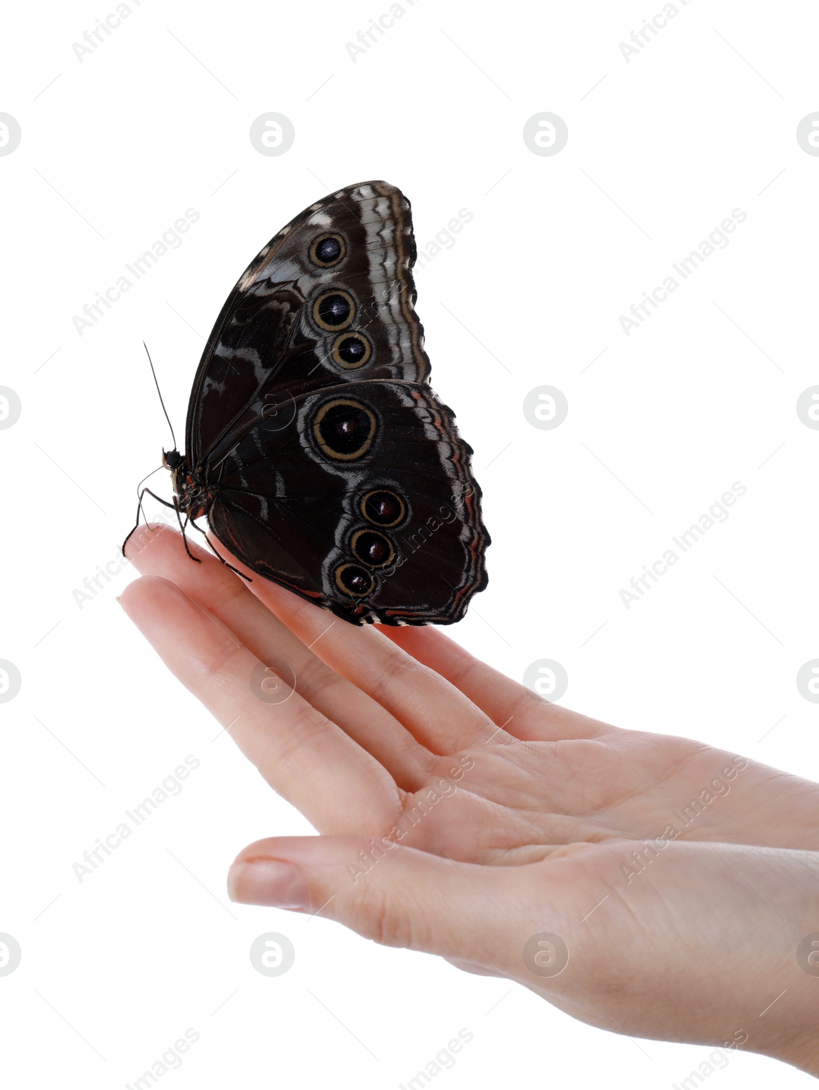 Photo of Woman holding beautiful common morpho butterfly on white background, closeup