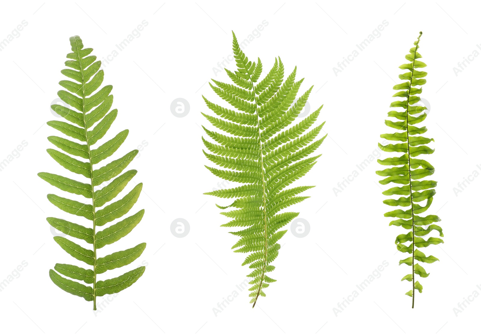 Image of Set with beautiful fern leaves on white background 