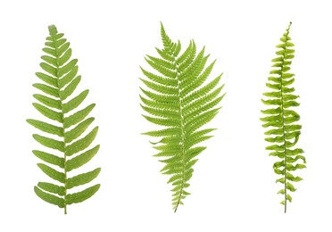 Image of Set with beautiful fern leaves on white background 