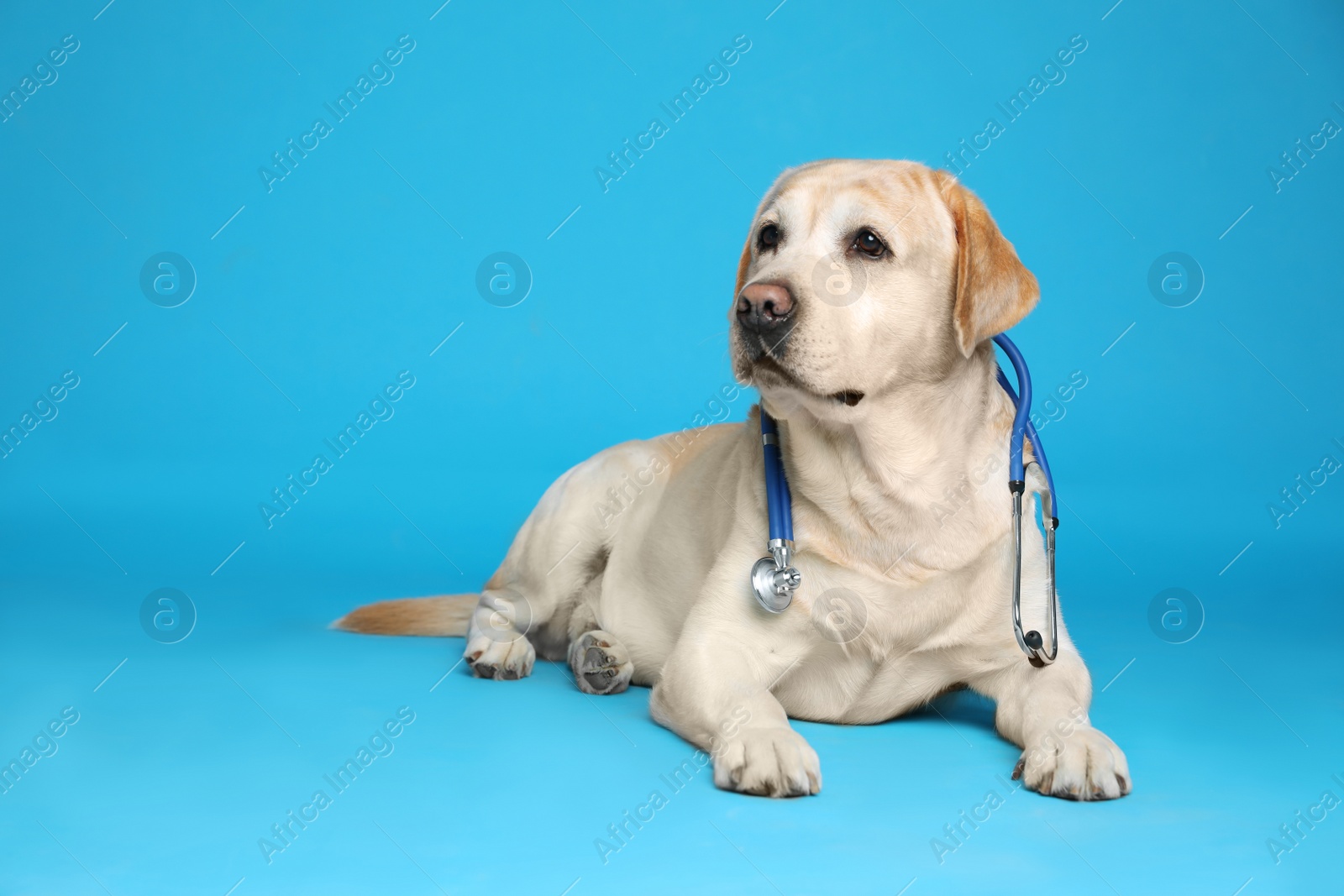 Photo of Cute Labrador dog with stethoscope as veterinarian on light blue background