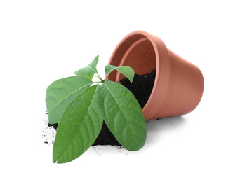 Photo of Overturned terracotta flower pot with soil and plant isolated on white