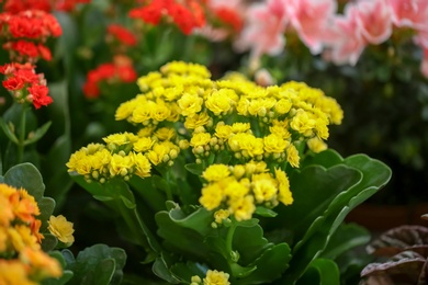 Photo of Beautiful blooming kalanchoe flowers, closeup. Tropical plant