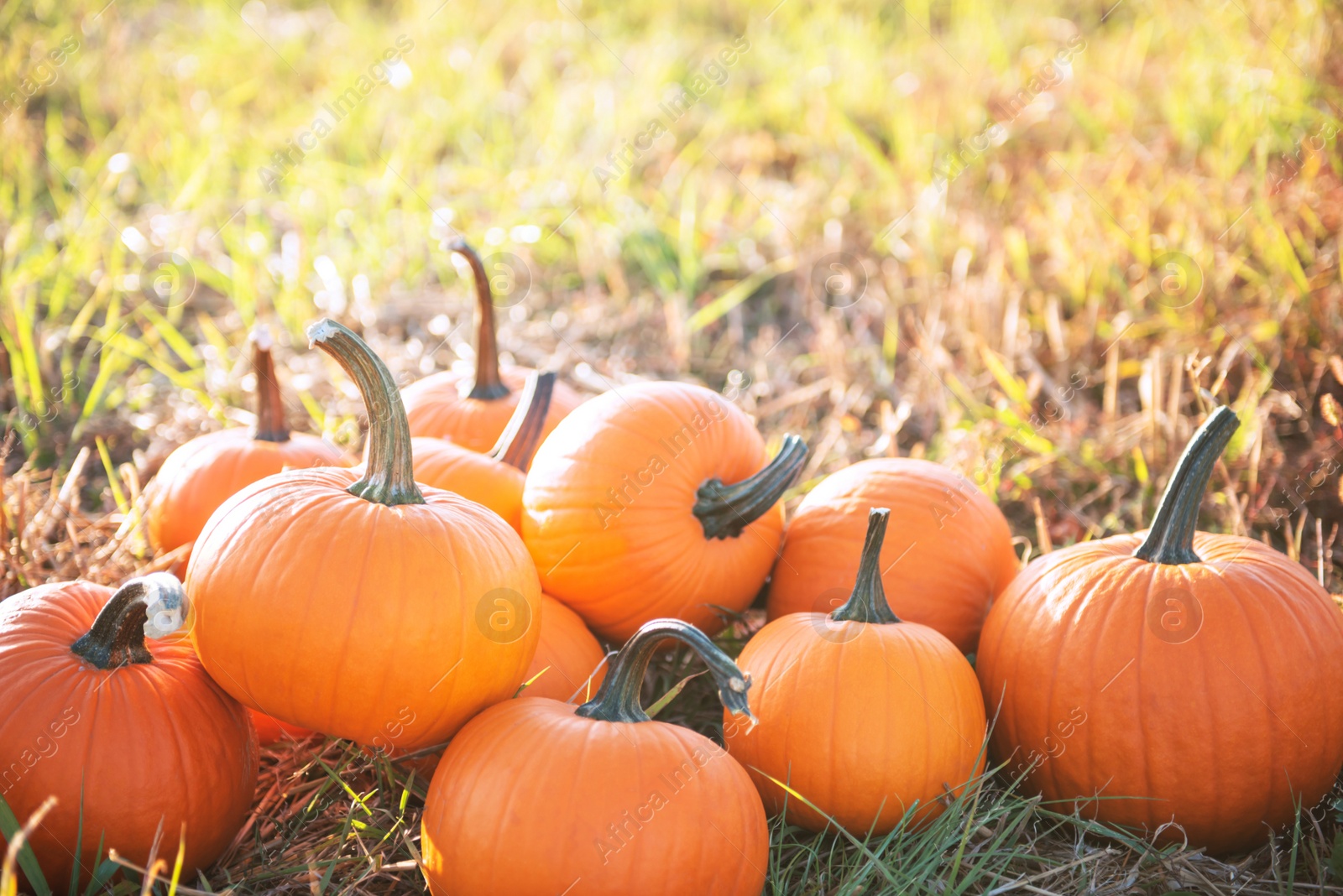 Photo of Many ripe orange pumpkins in field, space for text