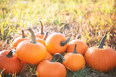 Many ripe orange pumpkins in field, space for text