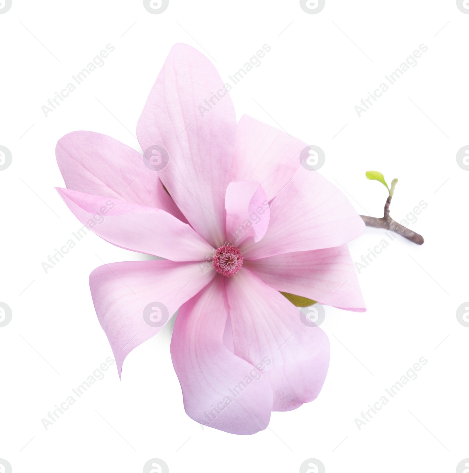 Photo of Beautiful pink magnolia flower isolated on white