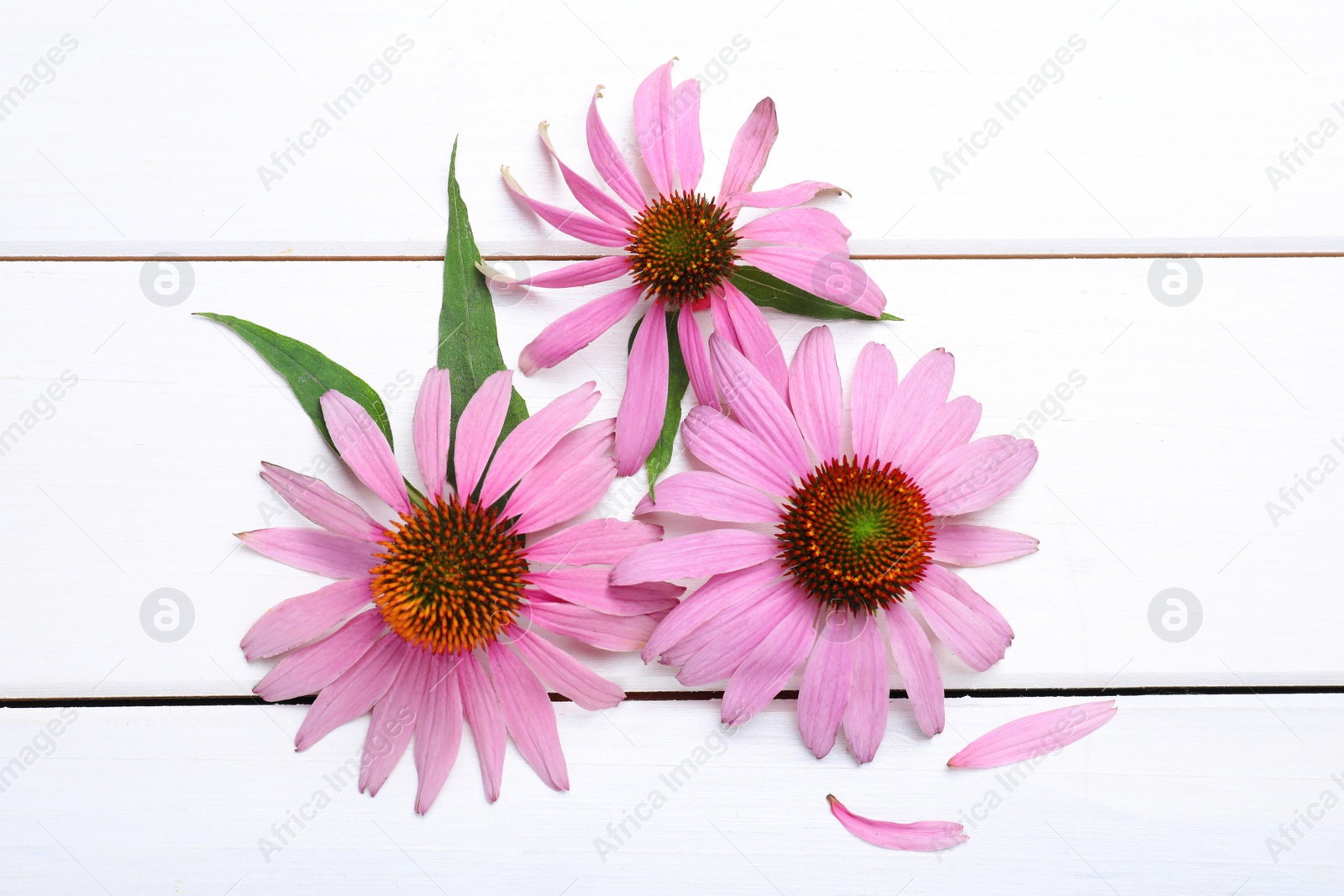 Photo of Beautiful echinacea flowers on white wooden table, flat lay