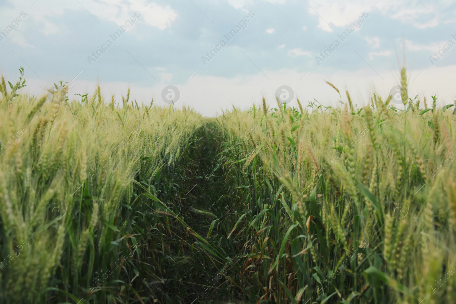 Photo of Beautiful view of field with ripening wheat