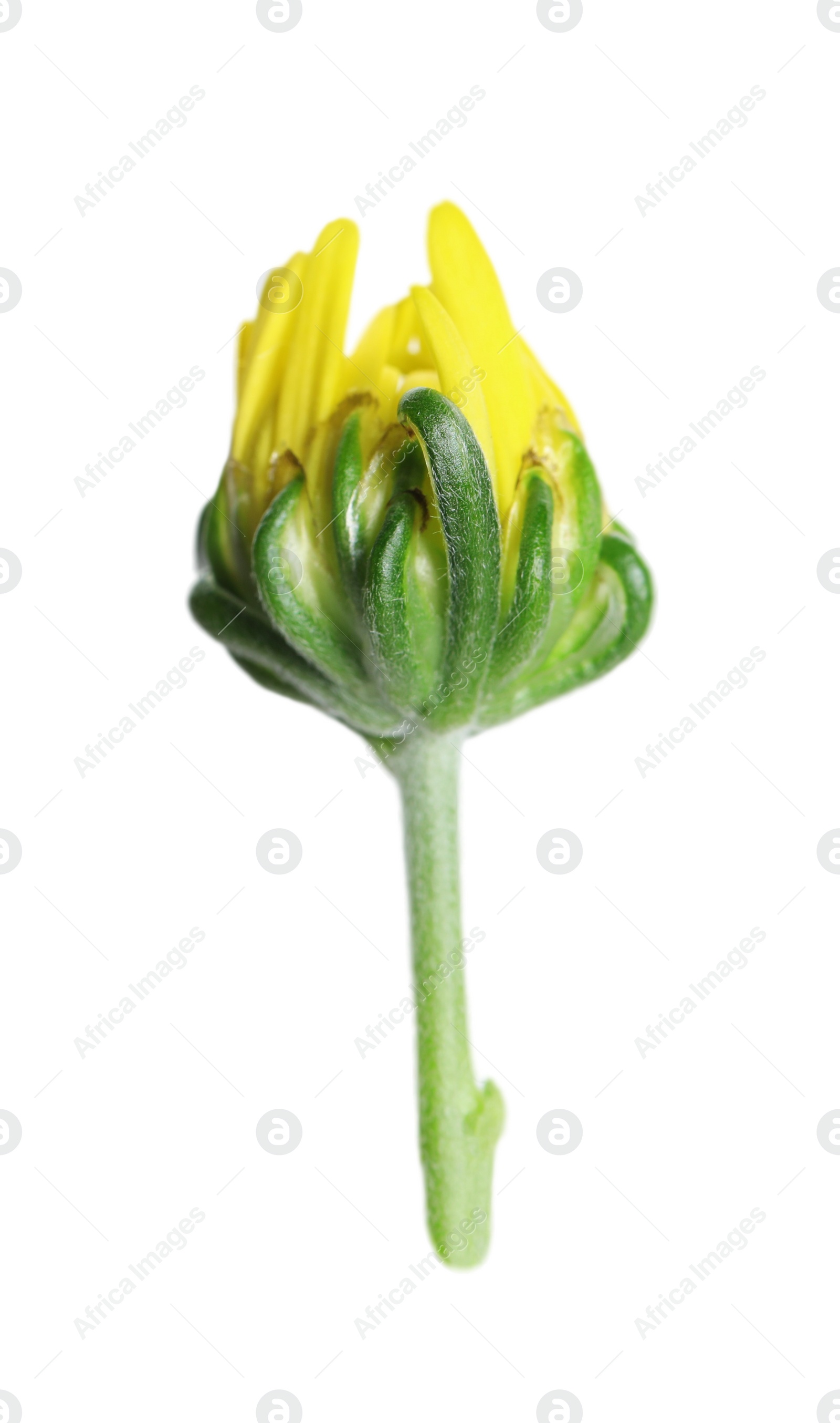 Photo of One beautiful chrysanthemum bud isolated on white