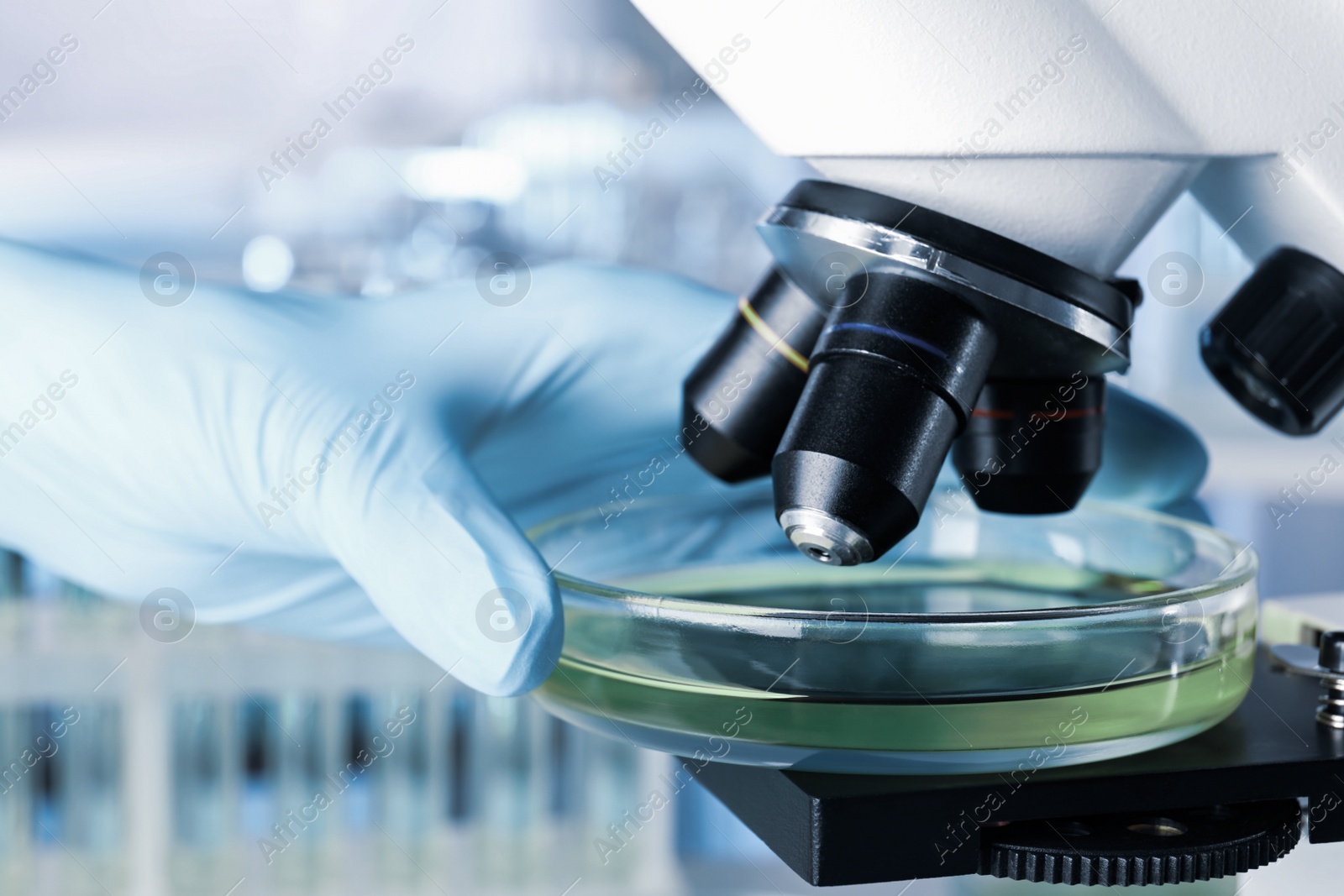 Photo of Scientist putting Petri dish with liquid under microscope, closeup. Laboratory analysis