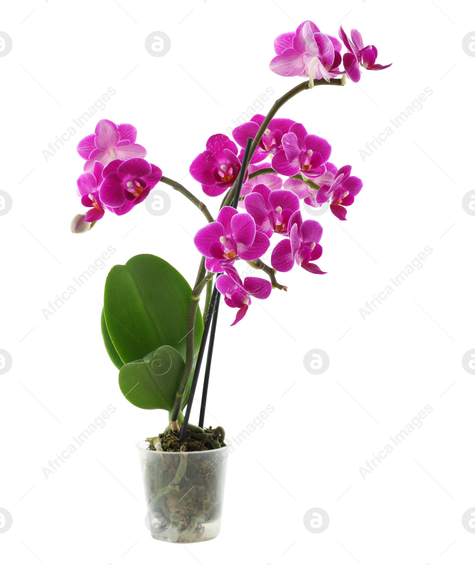 Photo of Beautiful tropical orchid flower in pot on white background