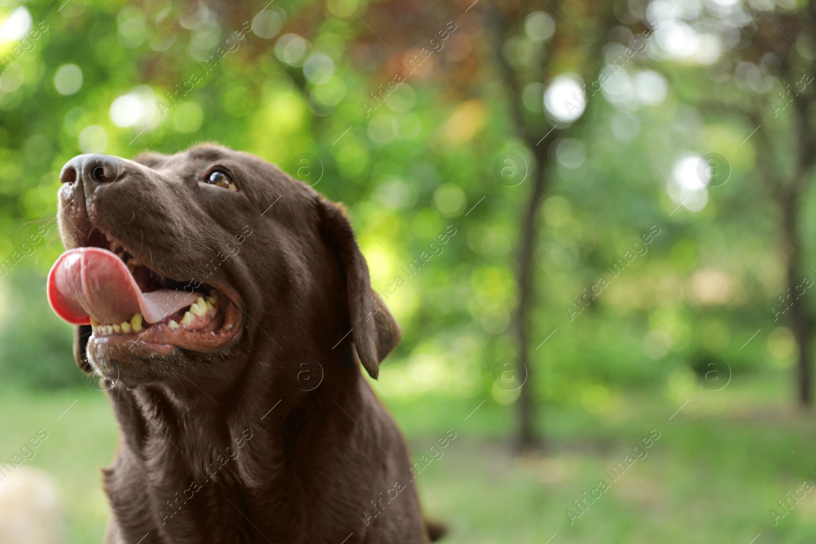 Photo of Funny Chocolate Labrador Retriever in green summer park