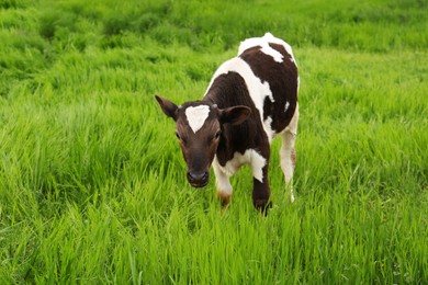 Black and white calf grazing on green grass