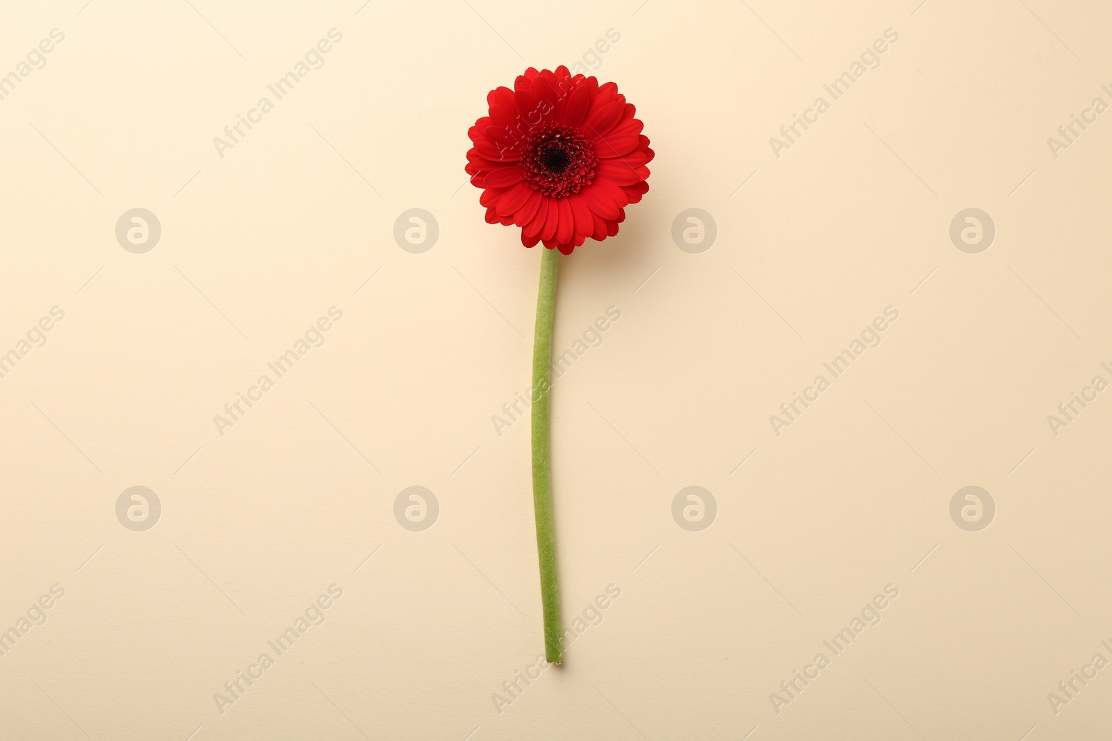 Photo of Beautiful red gerbera flower on beige background, top view