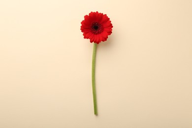 Beautiful red gerbera flower on beige background, top view