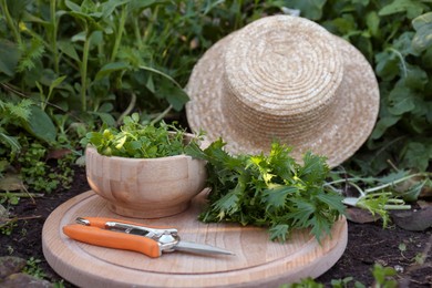 Photo of Bowl with many fresh green herbs, pruner and straw hat on ground outdoors