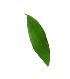 Fresh green tangerine leaf on white background