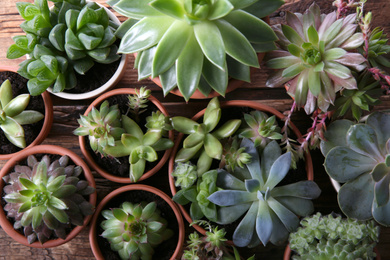 Photo of Many different echeverias on table, flat lay. Beautiful succulent plants