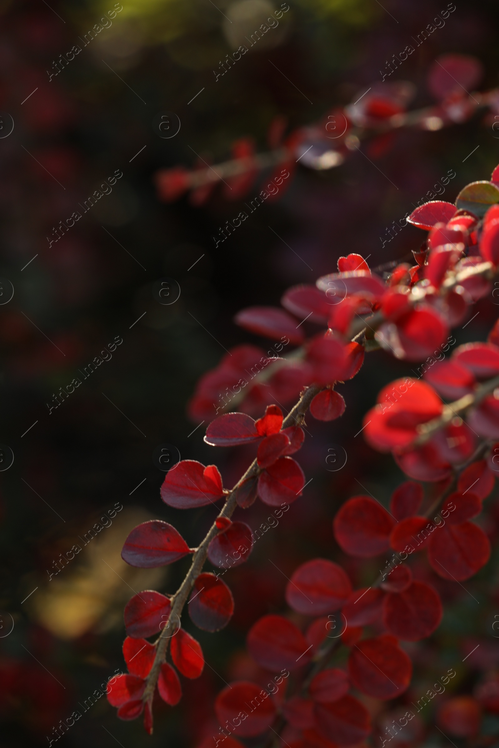 Photo of Beautiful plant with red leaves outdoors on sunny day, closeup