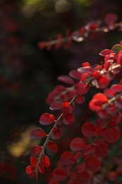 Beautiful plant with red leaves outdoors on sunny day, closeup