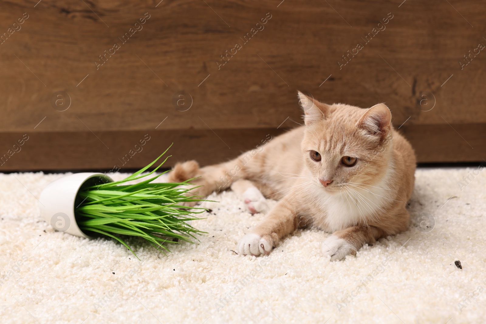 Photo of Cute ginger cat near overturned houseplant on carpet at home