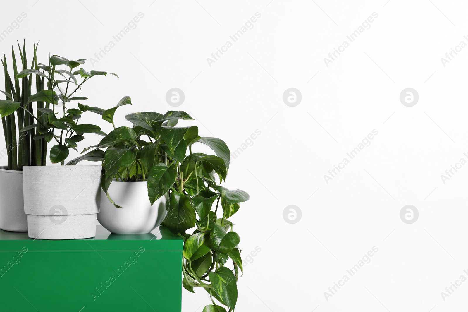 Photo of Many different houseplants in pots on green chest of drawers near white wall, space for text