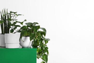 Photo of Many different houseplants in pots on green chest of drawers near white wall, space for text