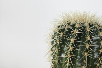 Photo of Closeup view of beautiful cactus on white background, space for text. House decor