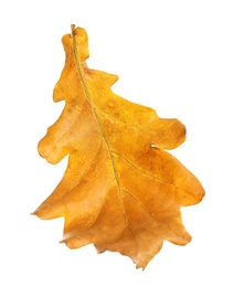 Beautiful autumn leaf on white background. Fall foliage