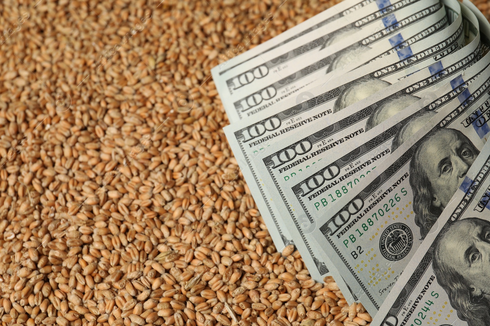 Photo of Dollar banknotes on wheat grains, closeup. Agricultural business