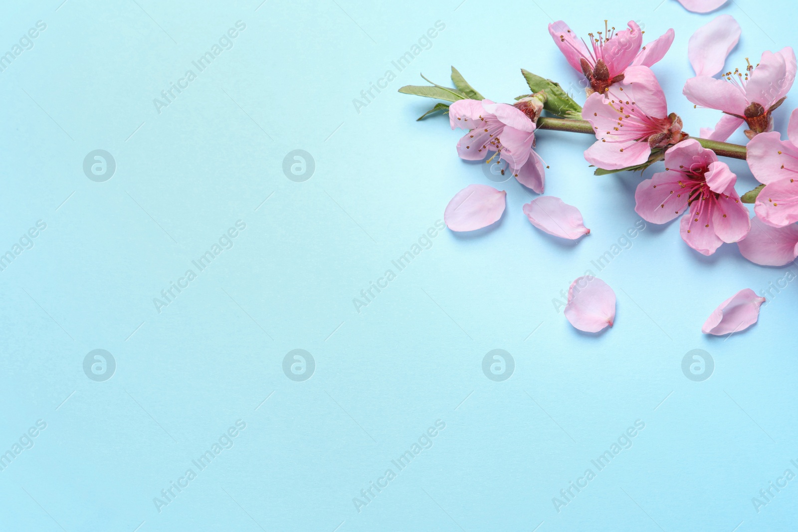 Photo of Beautiful sakura tree blossoms on light blue background, flat lay. Space for text