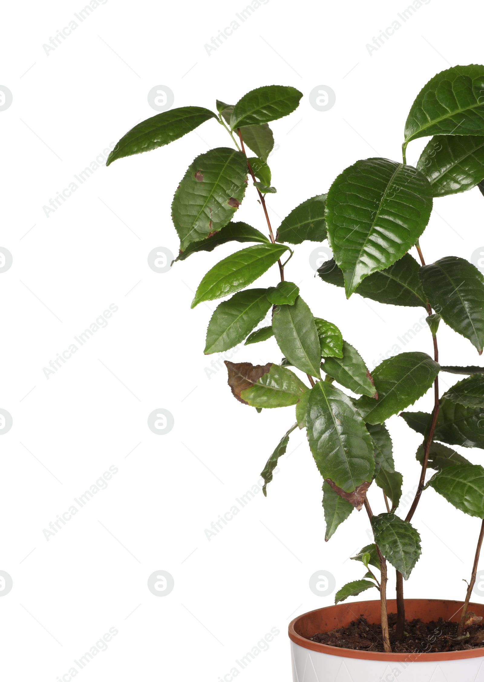 Photo of Houseplant with damaged leaves on white background, closeup