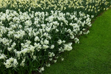 Photo of Many beautiful narcissus flowers growing outdoors. Spring season