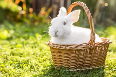 Cute fluffy rabbit in wicker basket on green grass outdoors. Space for text